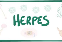 Genital herpes: contagion, symptoms, treatment and prevention