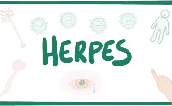 Genital herpes: contagion, symptoms, treatment and prevention